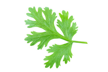 Coriander