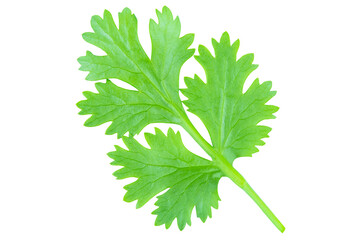 Coriander