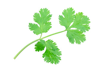 Coriander