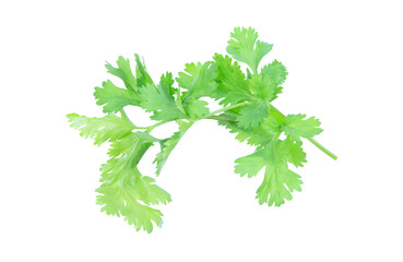 Coriander