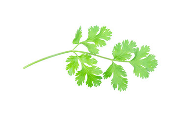 Coriander