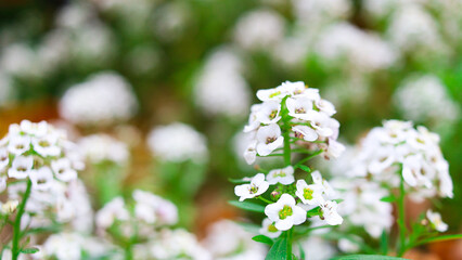 Lobularia maritima sweet alison flowering plant on blurred background
