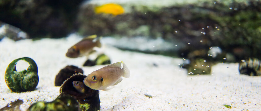 Lamprologus ocellatus fish and its reflection