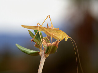Yellow Mediterranean Katydid. Phaneroptera nana  