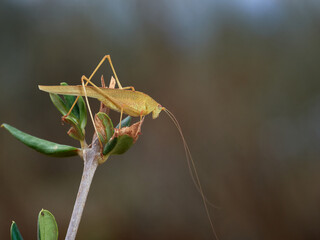 Yellow Mediterranean Katydid. Phaneroptera nana  