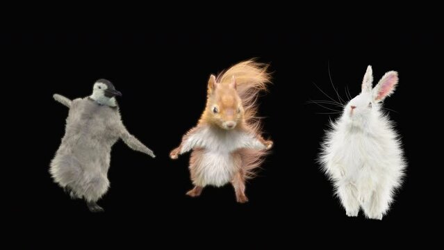 Penguin Squirrel Rabbit 3d rendering  realistic CGI VFX Animation Loop, mapping cartoon, included in the end of the clip with Alpha matte.