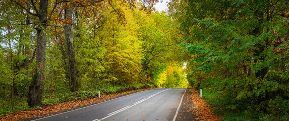 Large-format panorama with autumn road