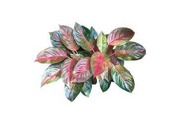 Isolated Aglaonema houseplants with clipping paths.