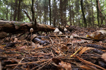 A non-edible fungus growing in the forest.