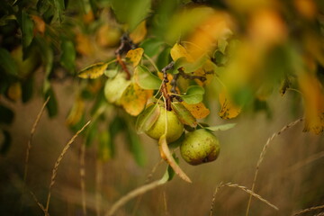 Obraz premium Ripening pear fruits hanging on a tree branch in autumn