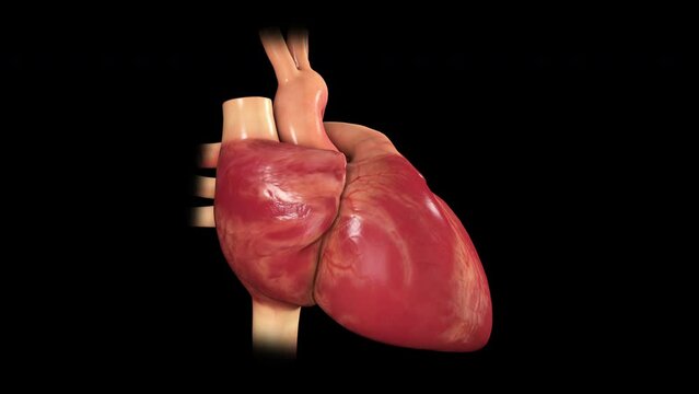 3D Heart Beating Loop normal rythym 