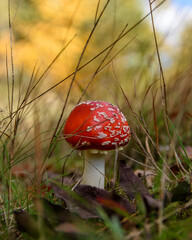 Muchomor w lesie. Mushroom in the forest.