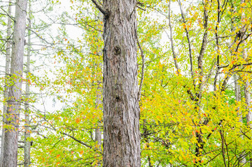 秋の公園　カラマツの幹