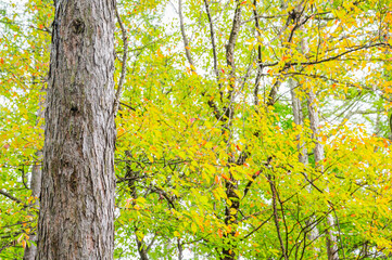 秋の公園　カラマツの幹