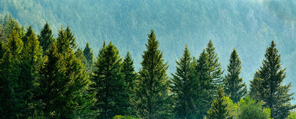 Pine Forest During Rainstorm Lush Trees