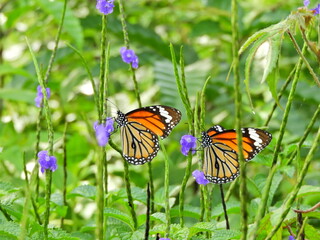 Monarch butterfly