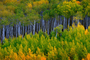 Mountainside Wilderness Forest of Fall Aspen Trees Golden and Green Colors Autumn