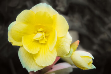Obraz na płótnie Canvas yellow daffodil flower