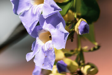 purple iris flower with insect