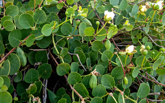 capperi