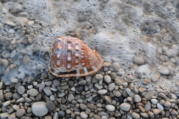 seashell on the beach