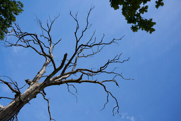 Old dead bare tree in forest. Drought plant in front of blue sky. View obliquely from below.