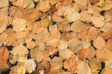 Fallen leaves background.