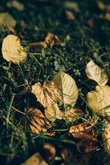 Fallen leaves background.