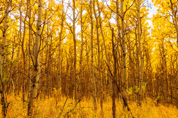 Golden autumn birch forest landscape. Nature season background