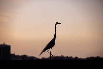 Fototapeta na wymiar heron on sunset