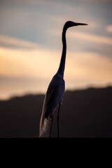 heron at sunset