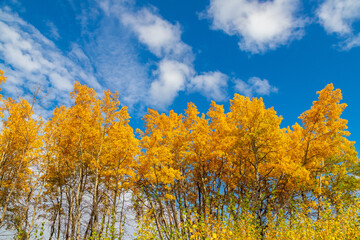 Fototapeta premium Golden autumn birch trees on blue sky landscape. Nature season background