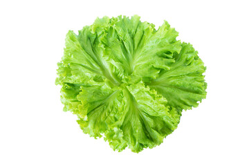 Salad leaf. Lettuce isolated on white background with clipping path