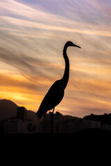Fototapeta na wymiar heron at sunset