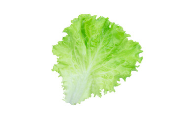 Naklejka na ściany i meble Salad leaf. Lettuce isolated on white background with clipping path.