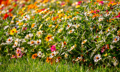 Multicolored flowers close-up. Bouquet of colorful flowers. City flower beds, a beautiful and well-groomed garden with flowering bushes.