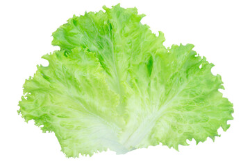 Salad leaf. Lettuce isolated on white background with clipping path.