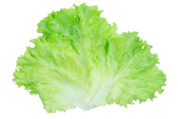 Salad leaf. Lettuce isolated on white background with clipping path.