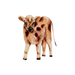 Watercolor realistic single baby cow illustration. Domestic animal. Village lifestyle. For organic farm products logo, packaging design, stickers, t-shirt prints, flyers, postcards, veterinary clinic 