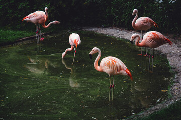 Obraz premium group of flamingos in the zoo