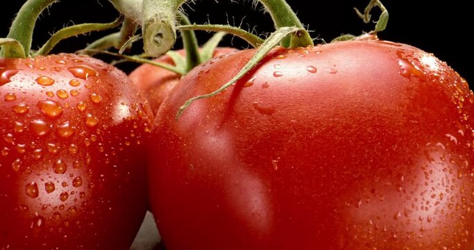 Ripe farm vegetables red tomato in drops of water. Washed clean matured tomatoes. Studio shooting. Slow motion. Row of tomatoes. Macro photo. Extreme Close up. Food and vegetables concept