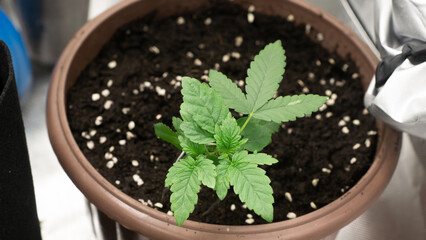 A perfectly thriving cannabis plant.