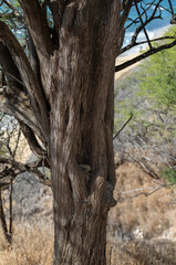 Obraz premium Twisted Brown Tree Trunk on a Hillside.