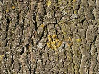 Bark Tree Texture Moss
