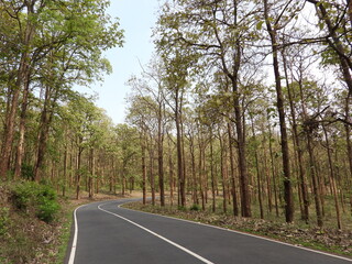 Road in the woods