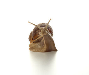 Helix pomatia.Grape snail standing surprised isolated on white background. Macro shot.