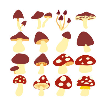 Illustration of various mushrooms set. Isolated on white background. Elements for autumn needs