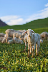 1 Young lamb released between several animals on pasture in front of green hill. Early in the morning.