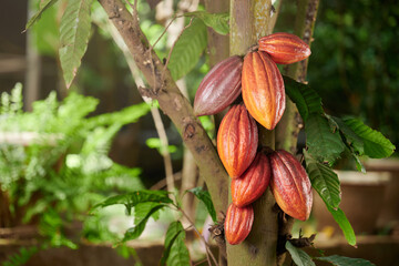 Chocolate crop theme