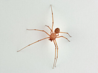 Insolated Spitting Spider. Genus Scytodes.